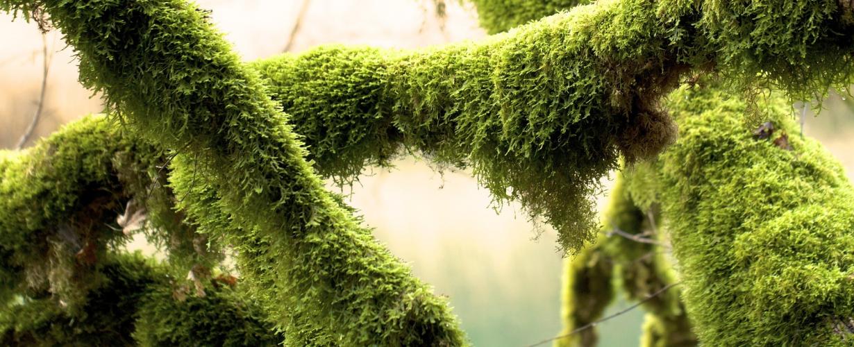 Trendalert 1: Symbiosis With Nature