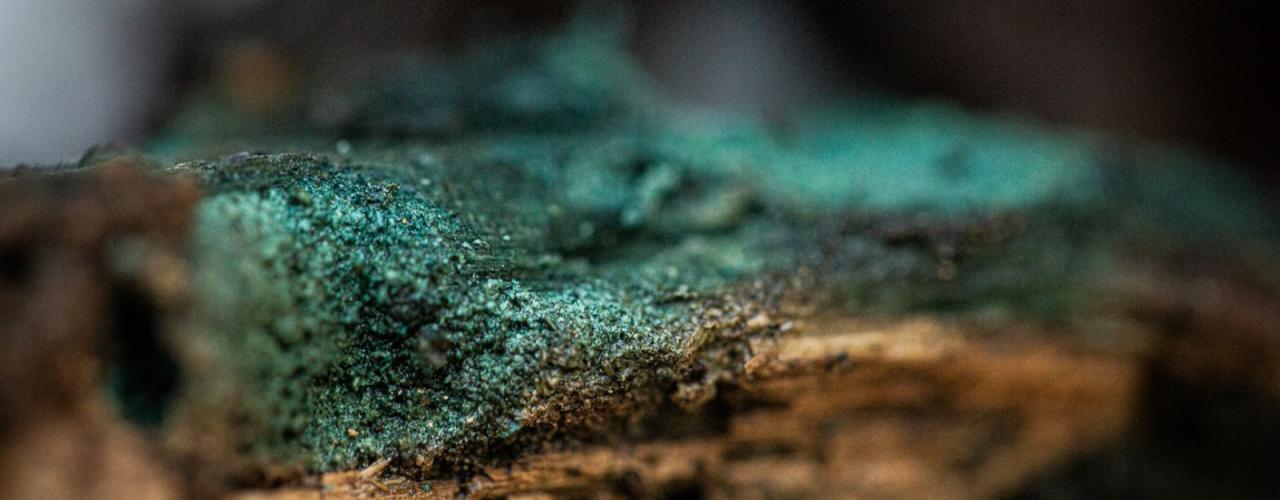 Mycelium