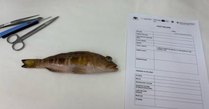 Stage biomedische laboratoriumtechnologie