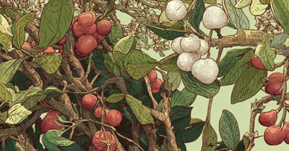 fruitboom yeast