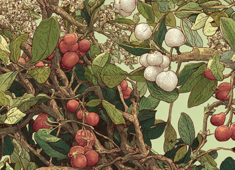 fruitboom yeast